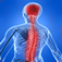 Human Nervous System Quiz